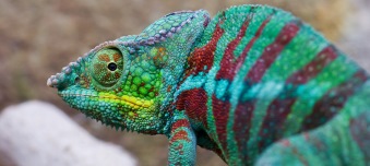 Corporate Governance