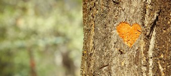 Kapitalmarktorientierte Unternehmen